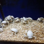 深海生物