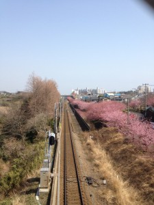 kawazu